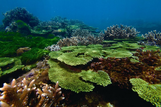 東吉嶼海底珊瑚